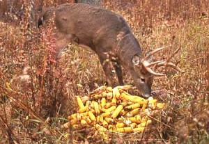 deer-baiting