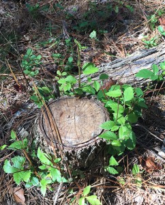 msu stump 2