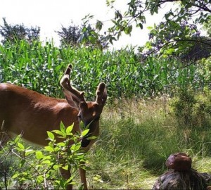 antler injury