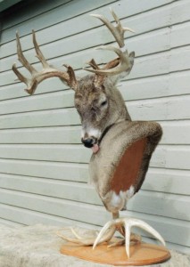 deer mount lick coat