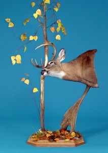 deer mount rub tree